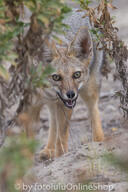 adult black_nose black_tail_tip day desert eyes_open facing_towards gray_fur lycalopex mouth_open orange_eyes pampas_fox panting partial_body portrait red_fur single standing staring summer_coat sunny teeth tongue wild // 400x600 // 221KB