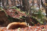 adult color curled day facing_side forest full_body image photo red_fox red_fur single sleeping sunny vulpes white_tail_tip wild winter_coat // 2048x1366 // 333KB