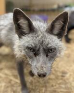 adult captivity color eyes_open facing_towards gray_fur gray_nose green_eyes image indoors mouth_closed partial_body photo portrait red_fox single standing staring summer_coat vulpes walking white_fur zoo // 1024x1280 // 121KB