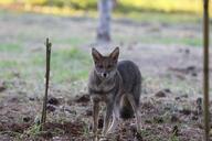 adult black_nose color day eyes_open facing_towards full_body gray_fur hoary_fox image lycalopex mouth_closed orange_eyes outdoors photo single standing tan_fur wild // 1600x1066 // 372KB