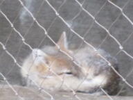 adult black_nose black_tail_tip captivity color curled day eyes_open facing_side full_body gray_fur image mouth_closed orange_eyes photo single swift_fox tan_fur vulpes white_fur winter_coat zoo // 4608x3456 // 2.4MB