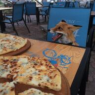 adult black_nose cloudy day ears_back eyes_open facing_side facing_towards image mouth_open muzzle_mark Nixie orange_eyes panting partial_body pet pizza red_fox red_fur single sitting summer_coat teeth tongue urban vulpes white_fur // 1080x1080 // 190KB