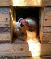 adult black_nose cloudy color eyes_open image indoors licking mouth_closed no_muzzle_mark orange_eyes partial_body pet photo red_fox red_fur single vulpes white_fur white_tail_tip // 1080x1256 // 245KB