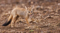 adult bengal_fox black_nose black_tail_tip color day desert eyes_open facing_towards image mouth_closed outdoors photo single standing summer_coat tan_fur vulpes wild // 8192x4608 // 6.6MB