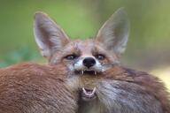 adult black_nose color day eyes_open facing_towards image mouth_closed multiple muzzle_mark orange_eyes outdoors partial_body photo playing red_fox red_fur standing teeth vulpes white_fur white_tail_tip wild // 1024x683 // 123KB