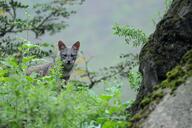 adult black_nose color day eyes_open facing_towards forest gray_fur image lycalopex mouth_closed orange_eyes outdoors partial_body photo sechuran_fox single standing sunny white_fur wild // 4095x2720 // 1.5MB