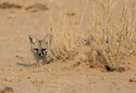 adult bengal_fox black_nose color day desert eyes_open facing_towards image mouth_closed on_stomach outdoors photo single summer_coat tan_fur vulpes wild // 1500x1028 // 910KB