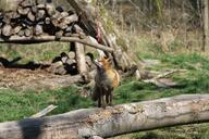 adult black_nose captivity color day eyes_open facing_towards full_body grass image large_muzzle_mark mouth_closed orange_eyes photo red_fox red_fur single standing sunny vulpes white_fur zoo // 5184x3456 // 4.6MB