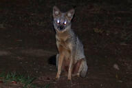 adult black_nose color desert eyes_open facing_towards full_body gray_fur hoary_fox image lycalopex mouth_closed night outdoors photo single sitting tan_fur wild // 2048x1365 // 1.6MB