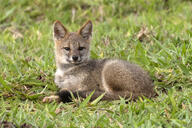 adult black_nose color day eyes_open facing_towards full_body grass gray_fur hoary_fox image lycalopex mouth_closed on_stomach orange_eyes outdoors photo single tan_fur wild // 2029x1353 // 3.0MB