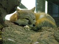 adult black_nose black_tail_tip captivity color curled day eyes_open facing_towards full_body gray_fur image indoors mouth_closed orange_eyes pawpads photo single staring sunny swift_fox tan_fur vulpes white_fur winter_coat zoo // 1280x960 // 222KB