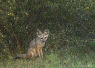 adult bengal_fox black_nose black_tail_tip color day eyes_open facing_towards grass image mouth_closed outdoors photo single sitting summer_coat tan_fur vulpes wild // 4659x3328 // 4.6MB