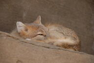 adult black_nose black_tail_tip captivity color curled day eyes_open facing_side full_body gray_fur image indoors mouth_closed orange_eyes photo single summer_coat swift_fox tan_fur vulpes white_fur zoo // 3872x2592 // 3.6MB