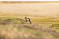 arctic_fox black_fur black_nose black_tail_tip color day eyes_open facing_towards full_body grass image mouth_closed orange_eyes photo single standing staring summer_coat sunny vulpes white_fur wild young // 8192x5464 // 18MB