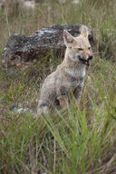 adult black_nose black_tail_tip cloudy day eyes_open facing_side facing_towards full_body grass gray_fur lycalopex mouth_open orange_eyes pampas_fox red_fur single sitting staring summer_coat teeth wild // 1366x2048 // 795KB