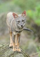 adult black_nose black_tail_tip color day eyes_open facing_towards full_body gray_fur image lycalopex mouth_closed orange_eyes outdoors photo sechuran_fox single standing white_fur wild // 2193x3072 // 859KB