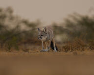 adult bengal_fox black_nose black_tail_tip color day desert eyes_open facing_towards image mouth_closed outdoors photo single standing summer_coat tan_fur vulpes wild // 2880x2304 // 1.2MB