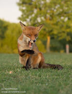 adult black_nose cloudy color day eyes_open facing_towards full_body grass grooming image mouth_open muzzle_mark outdoors photo red_fox red_fur single sitting summer_coat teeth urban vulpes wild // 785x1024 // 173KB