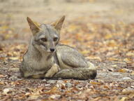 adult black_nose black_tail_tip color curled day eyes_open facing_towards full_body gray_fur image lycalopex mouth_closed on_stomach orange_eyes outdoors photo sechuran_fox single sunny white_fur wild // 2048x1536 // 704KB