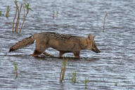 adult black_nose black_tail_tip color day eyes_closed facing_side full_body gray_fur image lycalopex mouth_closed pampas_fox photo red_fur single standing summer_coat sunny walking water wild // 4108x2739 // 7.9MB