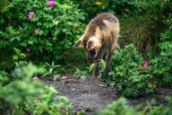 adult black_fur black_nose cloudy color day eyes_open facing_down full_body grass image mouth_closed photo pouncing red_fox red_fur single summer_coat vulpes wild // 4096x2730 // 1.3MB