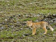 adult black_nose color day eyes_open facing_towards full_body grass gray_fur image mountains mouth_closed orange_eyes photo single standing staring summer_coat sunny tan_fur tibetan_fox vulpes white_fur white_tail_tip wild young // 960x720 // 197KB