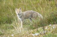 adult black_nose black_tail_tip color day eyes_open facing_towards full_body grass gray_fur image lycalopex mouth_closed orange_eyes pampas_fox photo red_fur single standing staring summer_coat sunny wild // 2545x1685 // 521KB