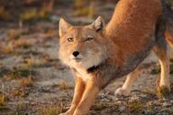 adult black_nose color eyes_open facing_towards full_body grass gray_fur image mouth_closed orange_eyes outdoors photo red_fur single standing stretching sunny tibetan_fox twilight vulpes wild // 1000x666 // 478KB