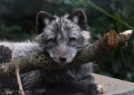 adult arctic_fox black_fur captivity day eyes_open facing_towards image mouth_open on_stomach photo shedding single vulpes zoo // 2048x1463 // 761KB