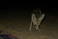 adult black_nose color desert eating eyes_open facing_down facing_towards full_body image mouth_open night orange_eyes photo ruppell's_fox single standing summer_coat tan_fur vulpes white_tail_tip wild // 2048x1365 // 1.1MB