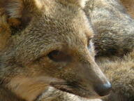 adult black_nose close_up color day eyes_open facing_side gray_fur hoary_fox image lycalopex mouth_closed orange_eyes outdoors partial_body photo single tan_fur wild // 3456x2592 // 3.0MB