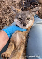 adult black_nose close_up color day eyes_open F257 facing_towards grass gray_fur image island_fox mouth_closed on_back orange_eyes outdoors partial_body photo red_fur single sunny urocyon wild // 507x720 // 244KB