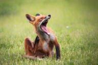 adult day eyes_closed image mouth_open photo red_fox scratching single vulpes yawning // 2048x1365 // 629KB