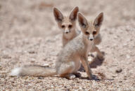 black_nose color day desert eyes_open facing_towards full_body image mouth_closed multiple orange_eyes photo ruppell's_fox sitting staring summer_coat sunny tan_fur vulpes white_tail_tip wild young // 1920x1295 // 556KB