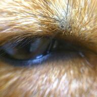 adult close_up eyes_open facing_towards image indoors macro Nixie orange_eyes pet red_fox red_fur single vulpes // 1080x1080 // 167KB