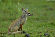 adult bengal_fox black_nose color day eyes_open facing_side grass image mouth_closed outdoors photo single sitting summer_coat tan_fur teeth vulpes wild // 4743x3162 // 11MB