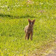 adult black_nose color day eyes_open facing_towards full_body grass gray_fur hoary_fox image lycalopex mouth_closed orange_eyes outdoors photo single sitting tan_fur wild // 681x681 // 357KB