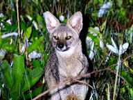 adult black_nose color eyes_open facing_towards grass gray_fur hoary_fox image lycalopex mouth_closed night orange_eyes outdoors partial_body photo single standing tan_fur wild // 2048x1542 // 3.2MB