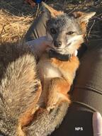 adult black_nose color day eyes_open F257 facing_towards full_body grass gray_fur image island_fox mouth_closed on_back orange_eyes outdoors photo red_fur single sunny urocyon wild // 675x900 // 104KB