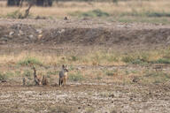 adult bengal_fox black_nose black_tail_tip color day eyes_open facing_side grass image mouth_closed outdoors photo single standing summer_coat tan_fur vulpes wild // 2717x1811 // 1.7MB