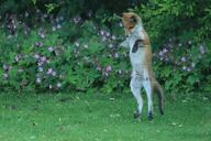 adult black_nose eyes_open facing_down facing_towards full_body grass image mouth_closed muzzle_mark orange_eyes outdoors red_fox red_fur single standing_biped summer_coat vulpes white_fur white_tail_tip wild // 1707x1139 // 271KB