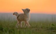 black_nose color cute eyes_open facing_towards full_body grass image kit_fox mouth_closed outdoors photo single standing tan_fur twilight vulpes walking wild young // 900x552 // 47KB