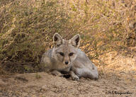 adult bengal_fox black_nose color day desert eyes_open facing_towards image mouth_closed on_stomach outdoors photo single summer_coat tan_fur vulpes wild // 2048x1463 // 1.0MB