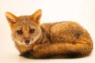 adult black_nose black_tail_tip captivity color curled eyes_open facing_towards full_body gray_fur hoary_fox image lycalopex mouth_closed mouth_open on_stomach orange_eyes photo single tan_fur // 1920x1279 // 506KB