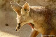 adult black_nose blanford's_fox captivity color day eyes_closed facing_down image mouth_open partial_body photo single sunny tan_fur vulpes winter_coat yawning zoo // 2048x1365 // 568KB