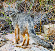 adult black_nose black_tail_tip color day eyes_open facing_towards full_body gray_fur image lycalopex mouth_closed orange_eyes outdoors photo sechuran_fox single standing sunny white_fur wild // 3153x2903 // 8.8MB