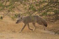 adult bengal_fox black_nose black_tail_tip color day desert eyes_open facing_side image mouth_closed outdoors photo single standing summer_coat tan_fur vulpes wild // 4148x2765 // 2.5MB