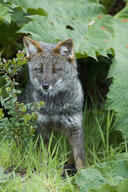 adult black_nose color darwin's_fox day eyes_open facing_towards grass gray_fur image lycalopex mouth_closed orange_eyes outdoors partial_body photo single standing sunny wild // 818x1229 // 838KB