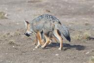 adult black_nose black_tail_tip color day desert eyes_open facing_away facing_side full_body gray_fur image lycalopex mouth_closed multiple orange_eyes pampas_fox photo red_fur standing staring summer_coat sunny teeth walking wild young // 3222x2148 // 1.3MB