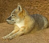 adult black_nose black_tail_tip captivity color eyes_open full_body gray_fur image mouth_closed on_stomach orange_eyes photo single stretching summer_coat sunny swift_fox tan_fur twilight vulpes white_fur zoo // 1600x1411 // 364KB